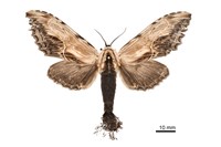 藏品(黑蕊尾舟蛾)的圖片